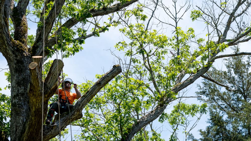 Worker,In,Orange,Shirt,Climbing,In,Tree,Cutting,Off,Dead tree service abilene tx