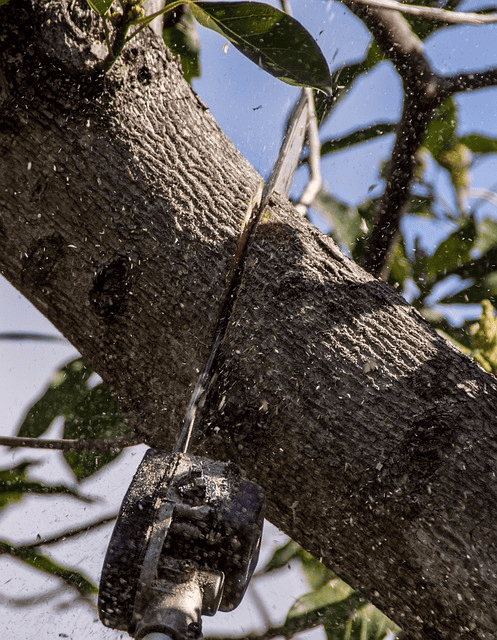 tree service abilene pruning tree trimming abilene tx