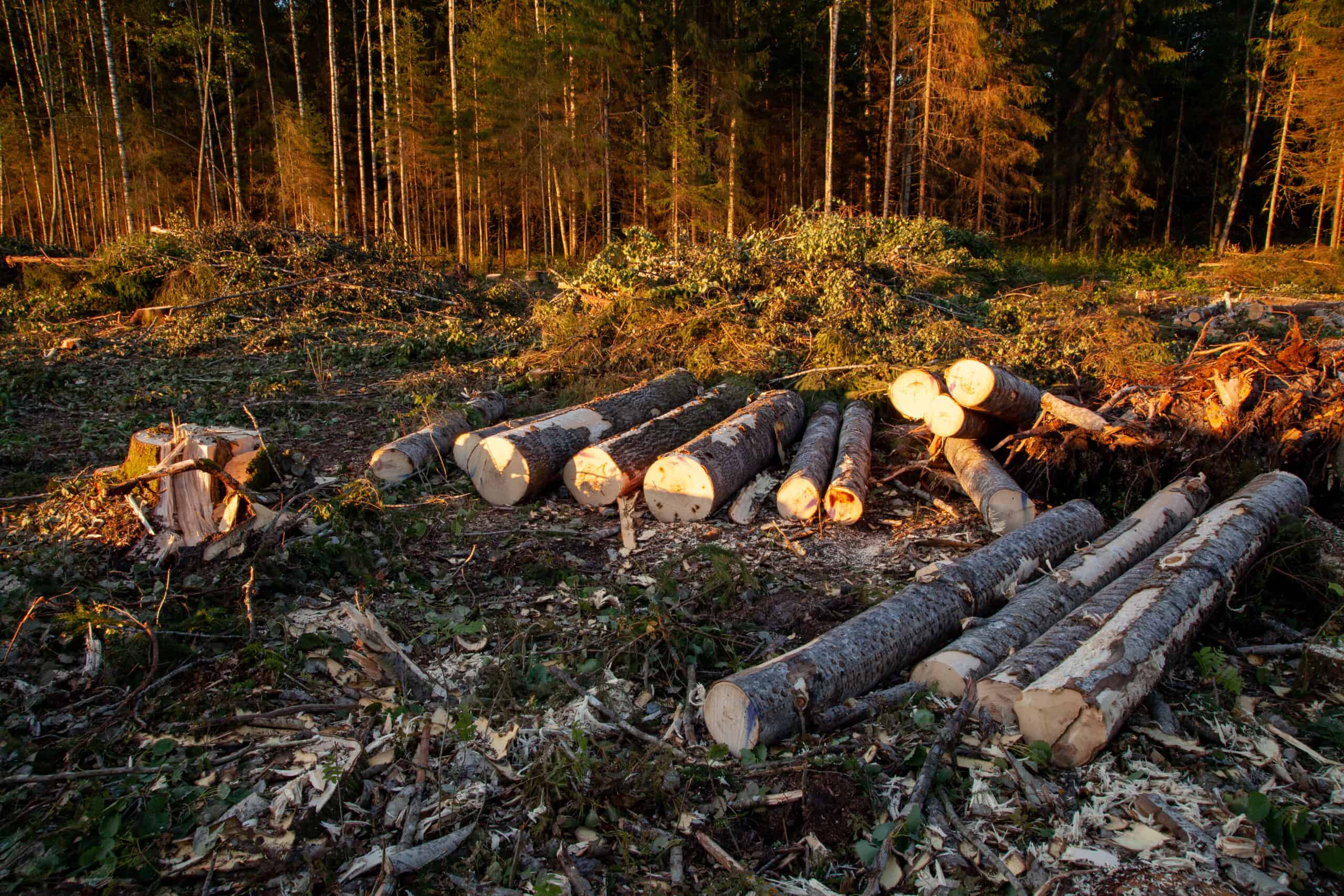 A,Fresh,Clear-cut,Area,With,Fresh,Aspen,Logs,And,Stump. land clearing abilene tx